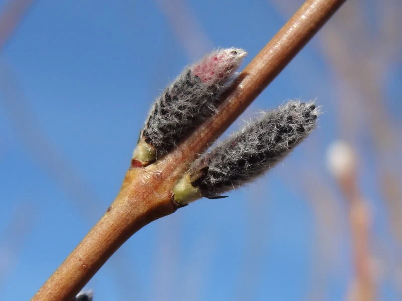 Purpur-Weide (Salix purpurea)