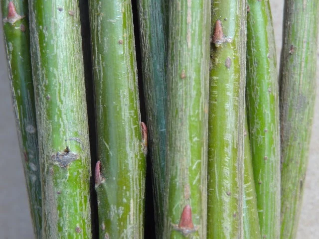 Purpur-Weide (Salix purpurea)