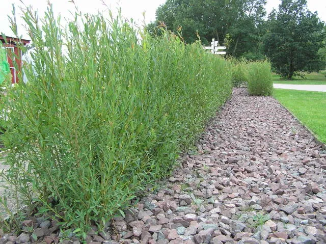 Purpur-Weide (Salix purpurea)