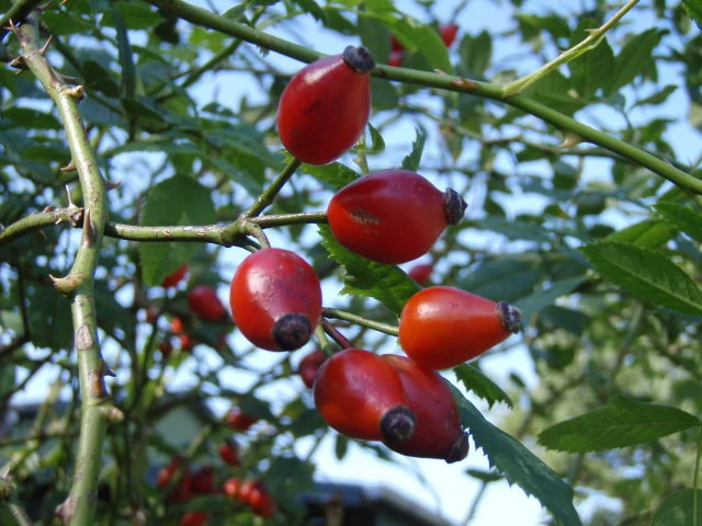 Hundsrose (Rosa canina)