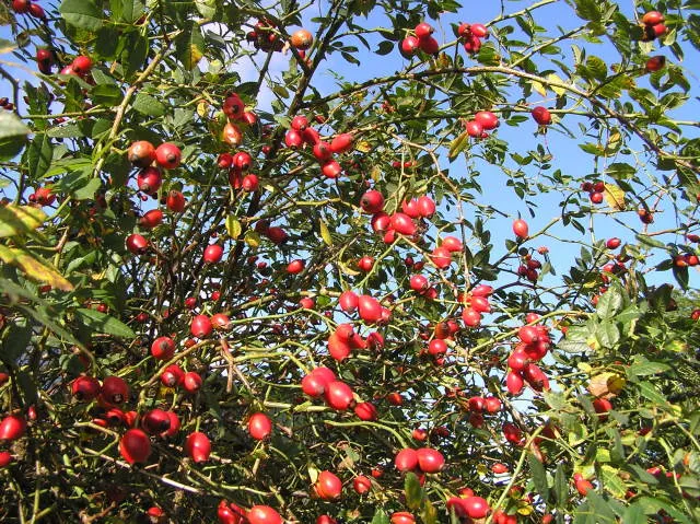 Hundsrose (Rosa canina)