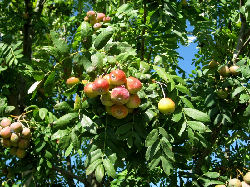 Speierling (Sorbus domestica)