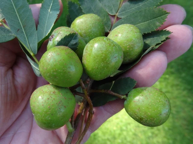 Speierling (Sorbus domestica)