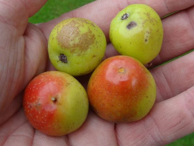 Speierling (Sorbus domestica)