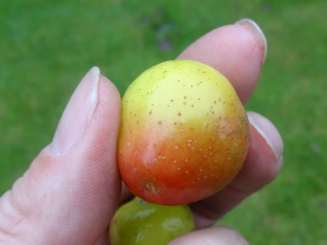Speierling (Sorbus domestica)
