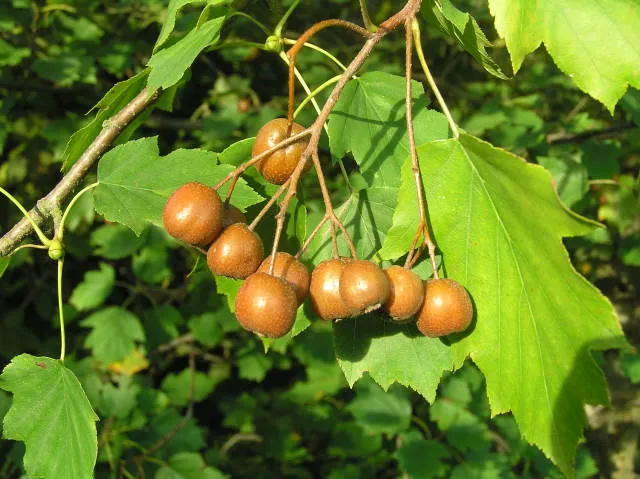 Elsbeere (Sorbus torminalis)