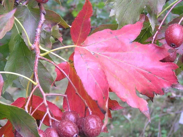 Elsbeere (Sorbus torminalis)