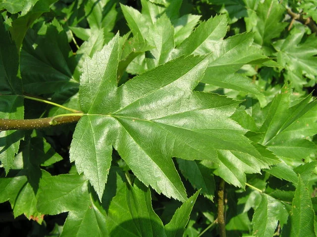 Elsbeere (Sorbus torminalis)