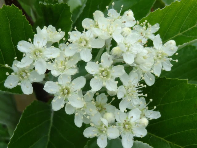 Mehlbeere (Sorbus aria)