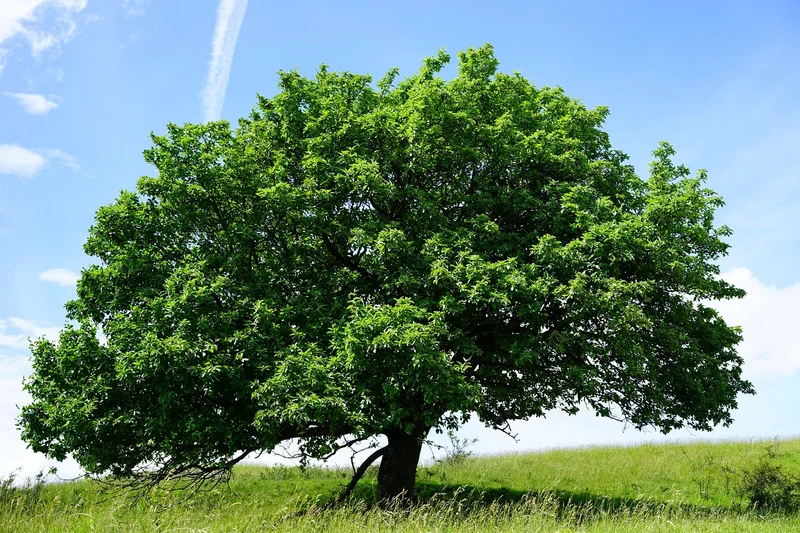 Mehlbeere (Sorbus aria)
