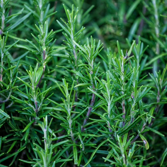 Rosemary Organic Seed