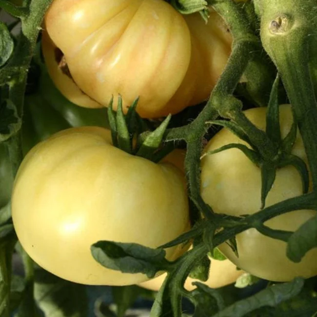 Tomato: White Beauty Organic Seed