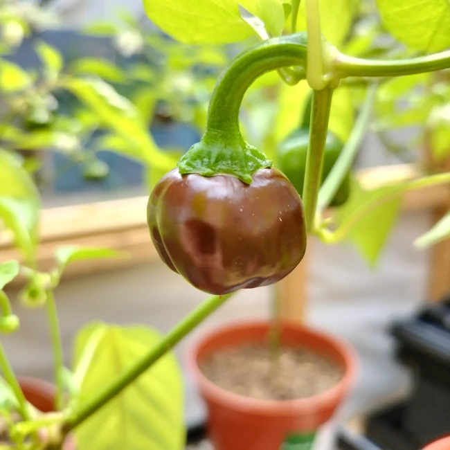 Pepper: Chocolate Mini Organic Seed