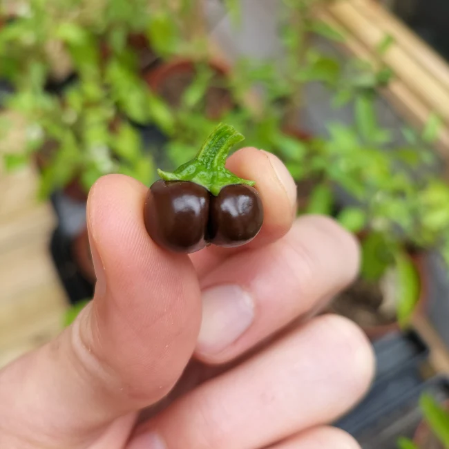 Pepper: Chocolate Mini Organic Seed