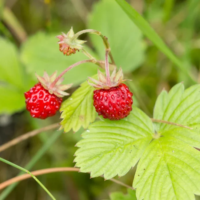 Wild Strawberry: Queen Of The Valleys Organic Seed