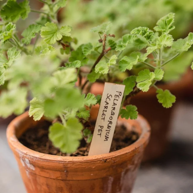 Wooden Plant Labels - 25 Pack