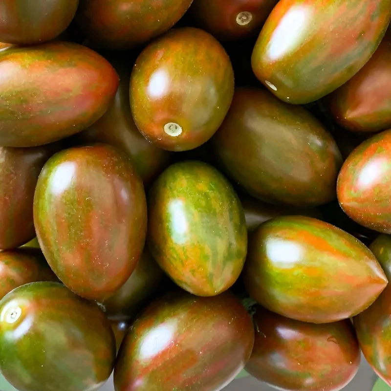 Artisan Lucky Tiger Bio-Tomatensamen