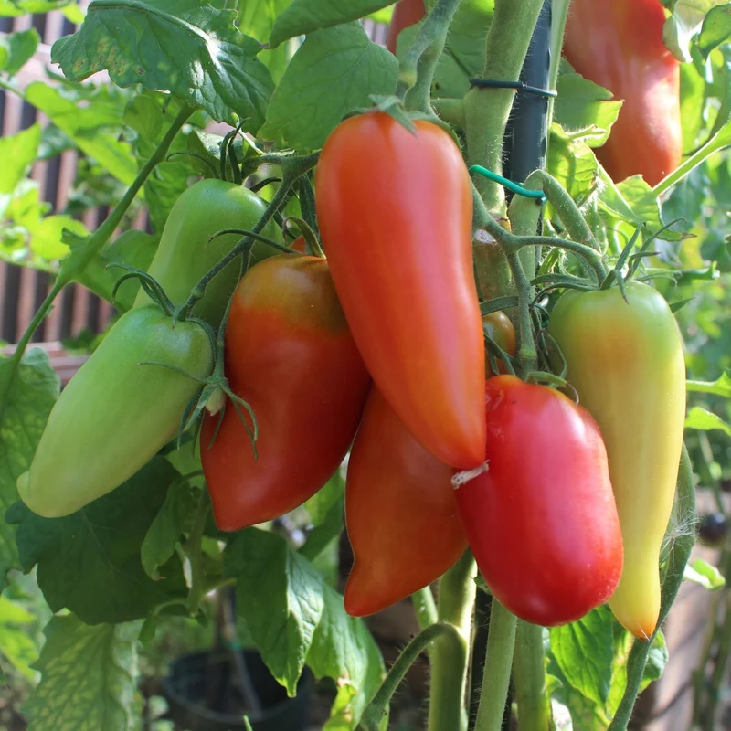 Andenhorn Tomatensamen
