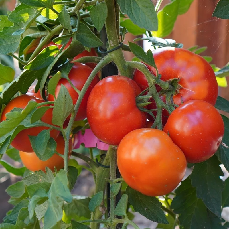 Oh Happy Day F1 Tomatensamen
