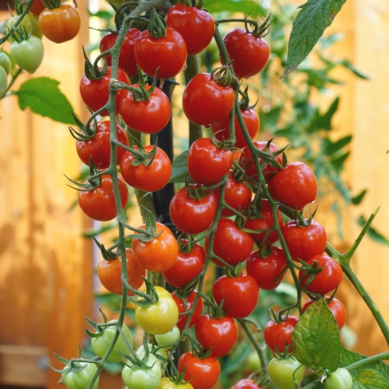 Jahodo Tomatensamen