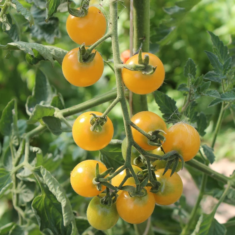 Cerise gelb Bio-Tomatensamen