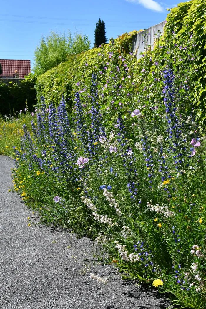 Schmetterlings-/Wildbienensaum (10m²)