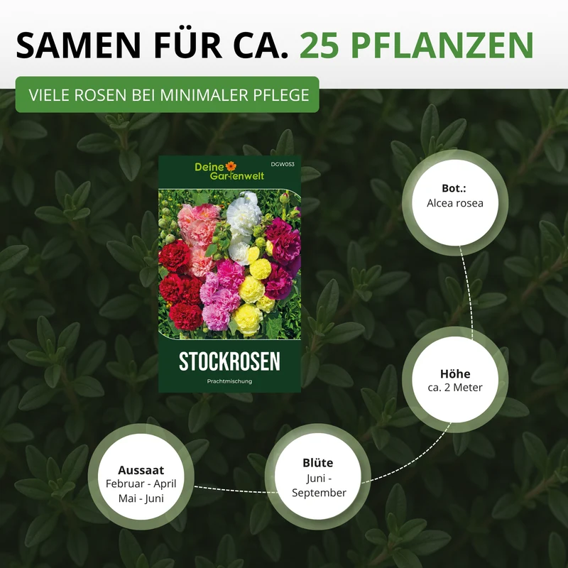 Stockrose Prachtmischung Saatgut