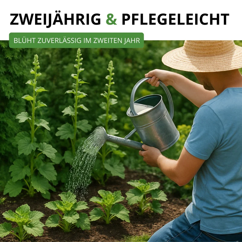 Stockrose Prachtmischung Saatgut