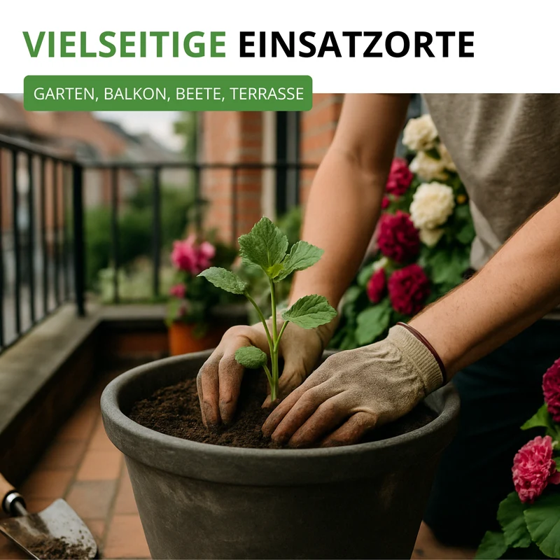 Stockrose Prachtmischung Saatgut