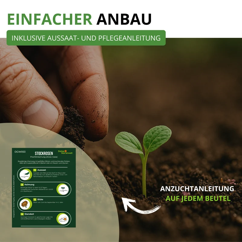 Stockrose Prachtmischung Saatgut