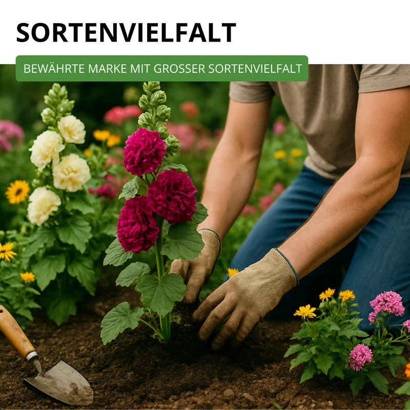 Stockrose Prachtmischung Saatgut