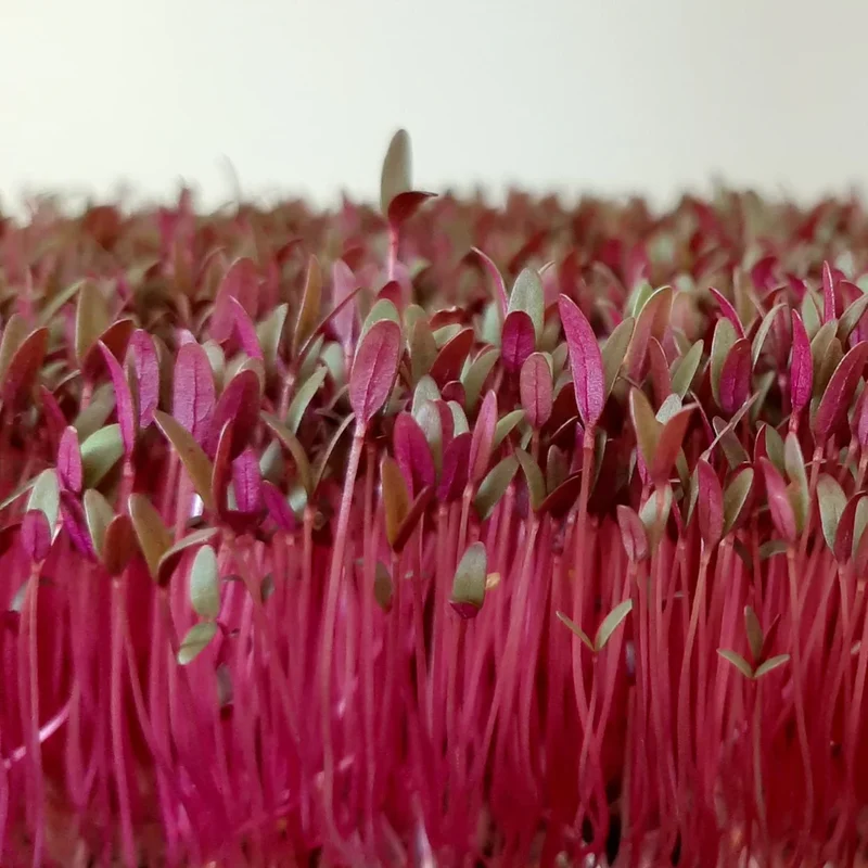 Organic Microgreen Seed: Red Amaranth