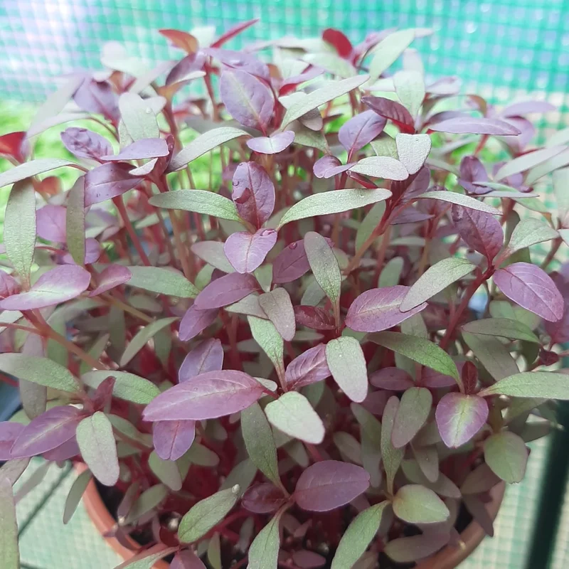 Organic Microgreen Seed: Red Amaranth