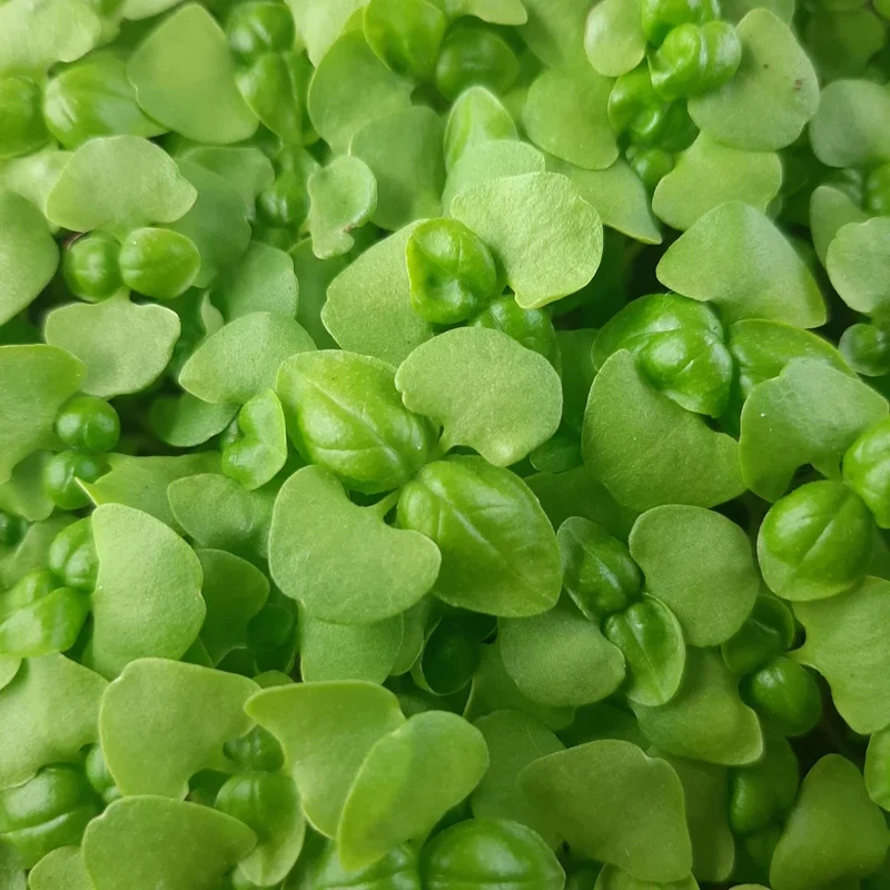 Organic Microgreen Seed: Basil