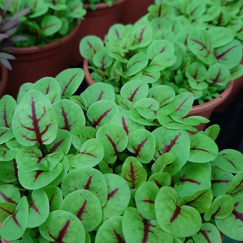 Organic Microgreen Seed: Red Veined Sorrel
