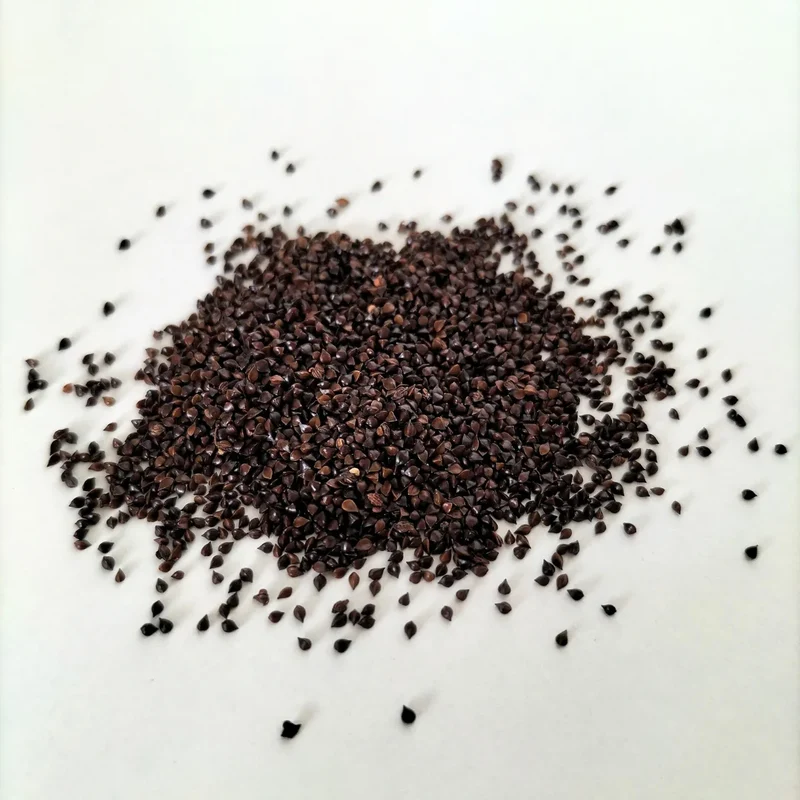 Organic Microgreen Seed: Red Veined Sorrel