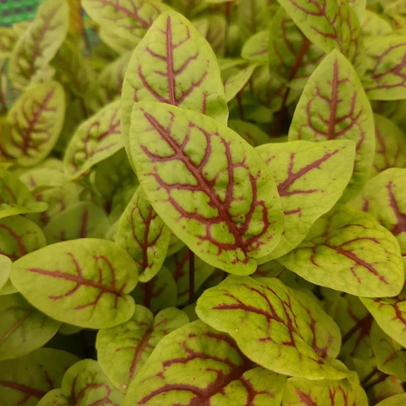 Organic Microgreen Seed: Red Veined Sorrel
