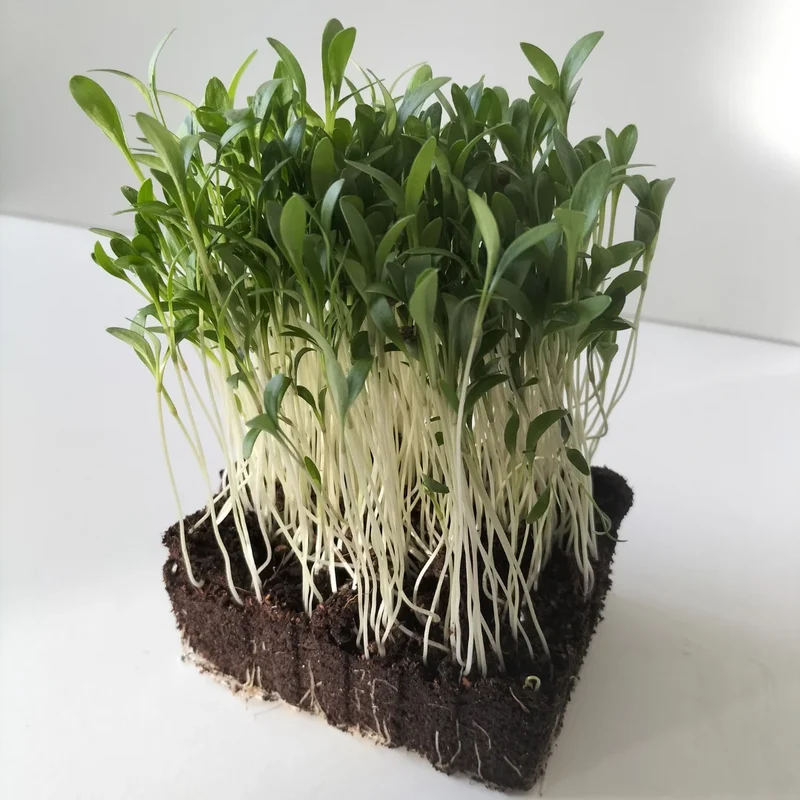 Organic Microgreen Seed: Split Coriander