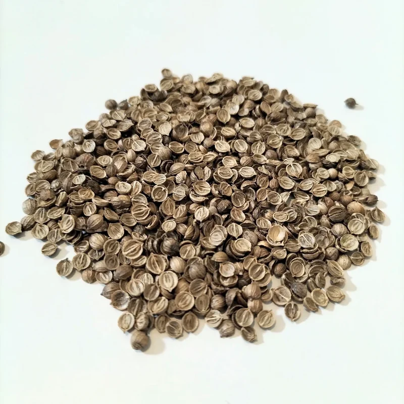 Organic Microgreen Seed: Split Coriander