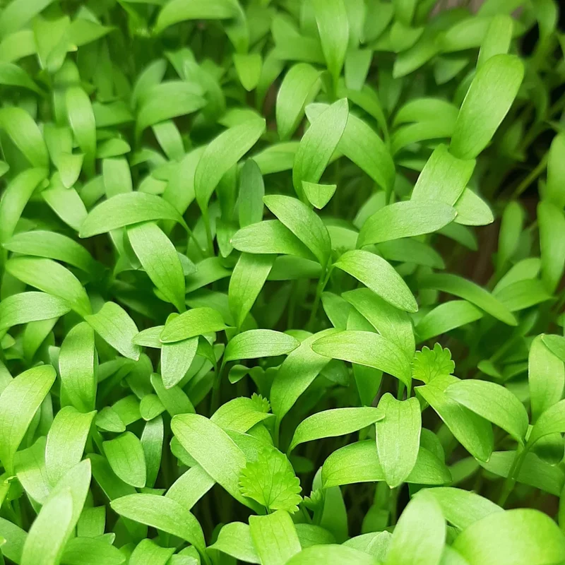 Organic Microgreen Seed: Split Coriander