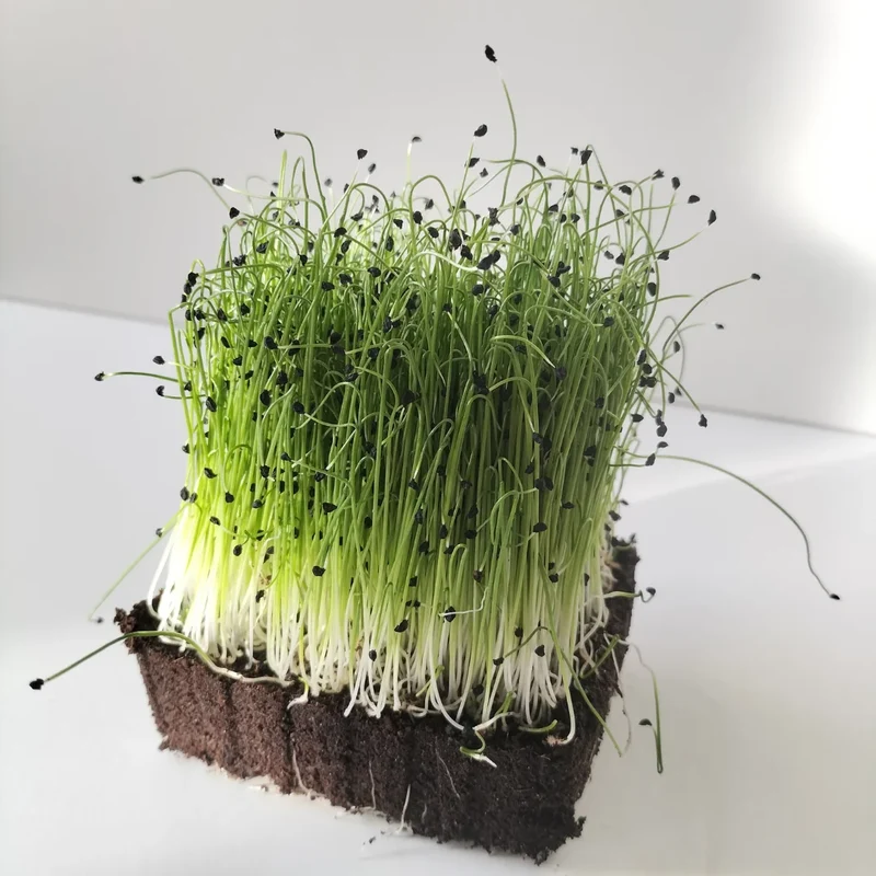 Organic Microgreen Seed: Leek