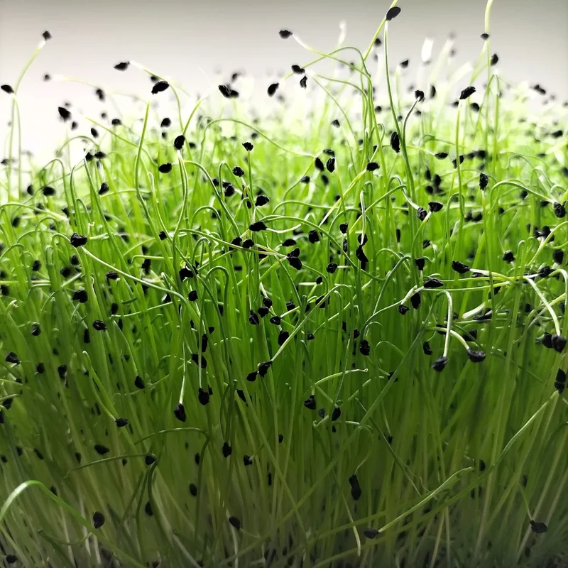 Organic Microgreen Seed: Leek