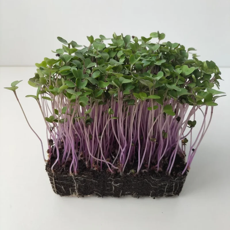 Organic Microgreen Seed: Red Cabbage
