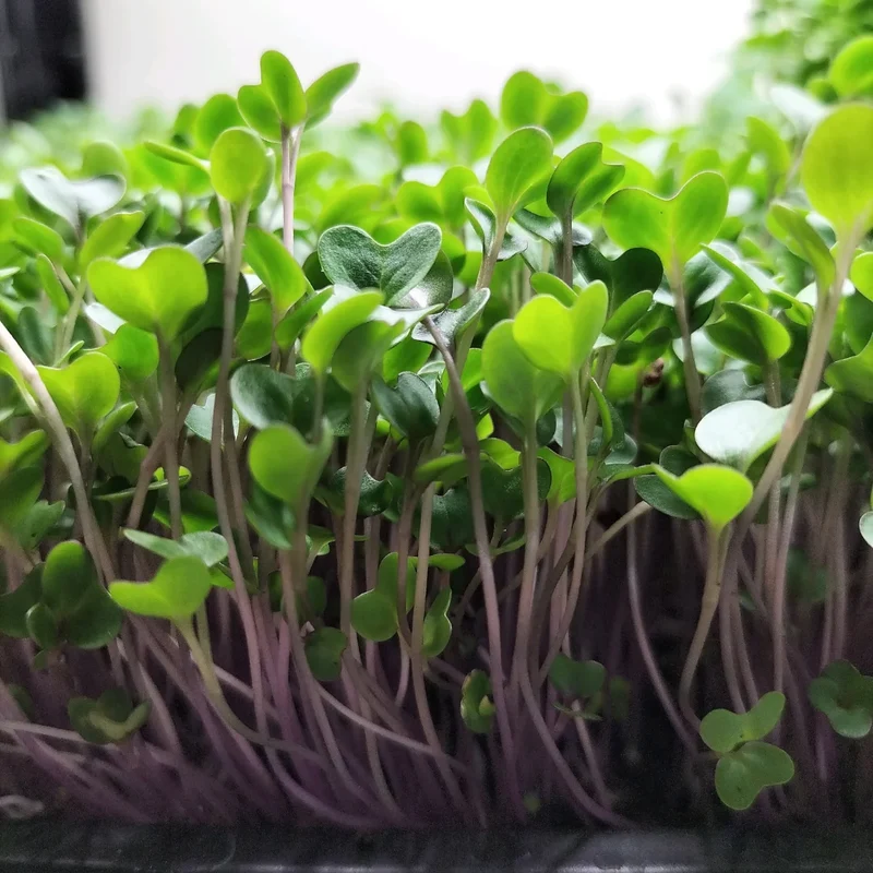 Organic Microgreen Seed: Red Cabbage
