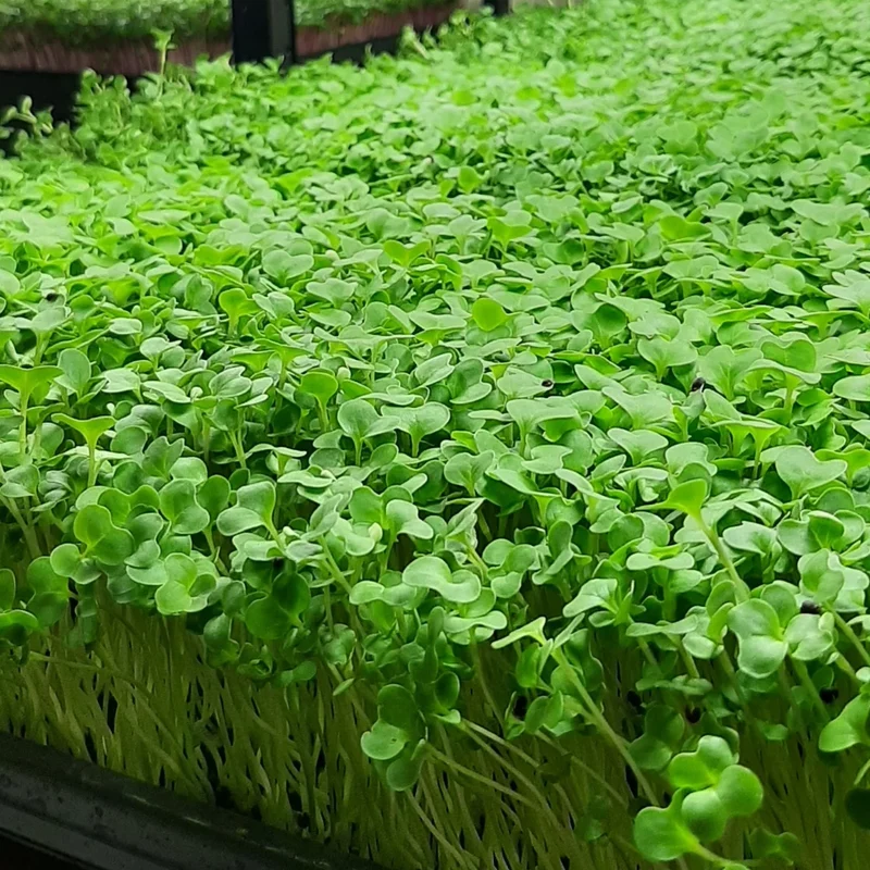 Organic Microgreen Seed: Broccoli