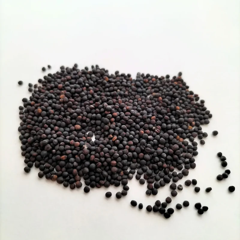 Organic Microgreen Seed: Broccoli