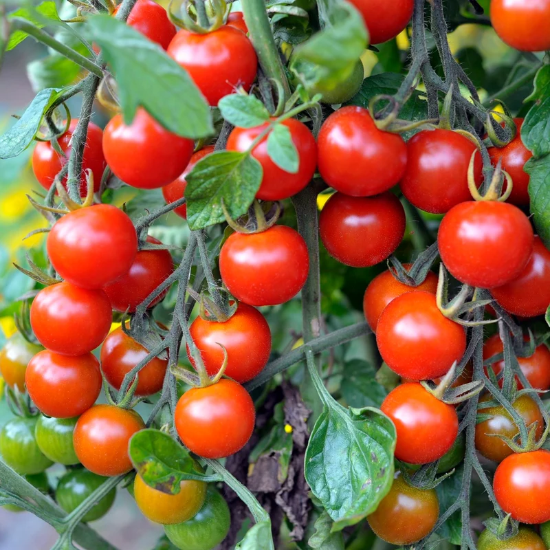 Primavera Bio-Tomatensamen