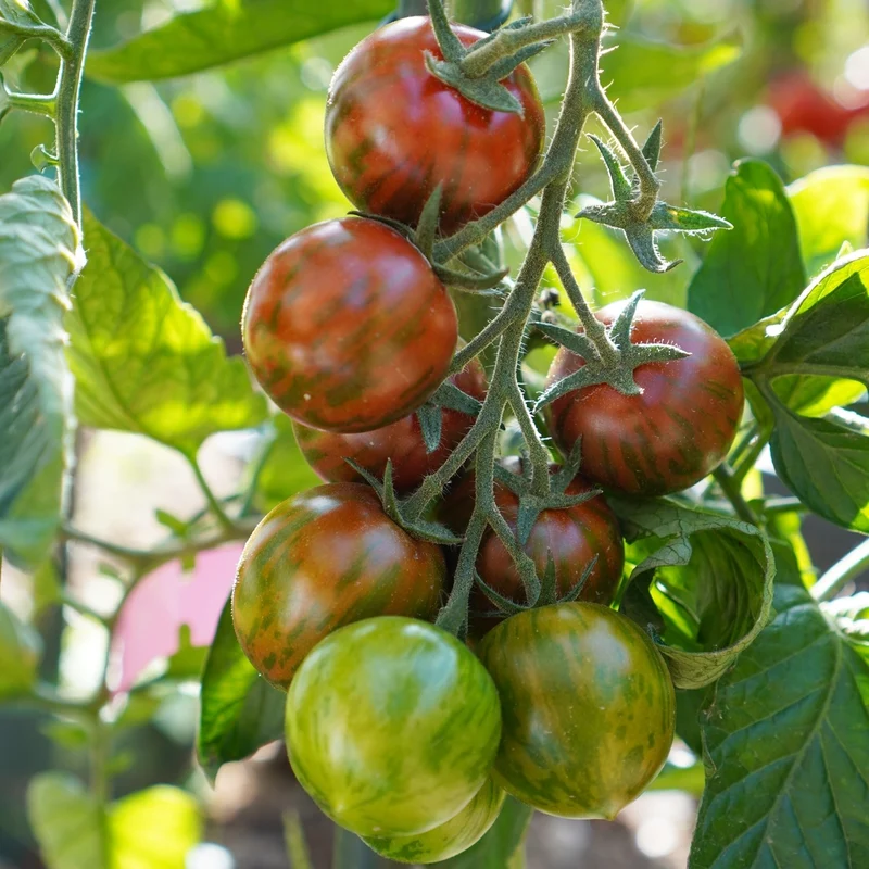 Tigrino Tomatensamen
