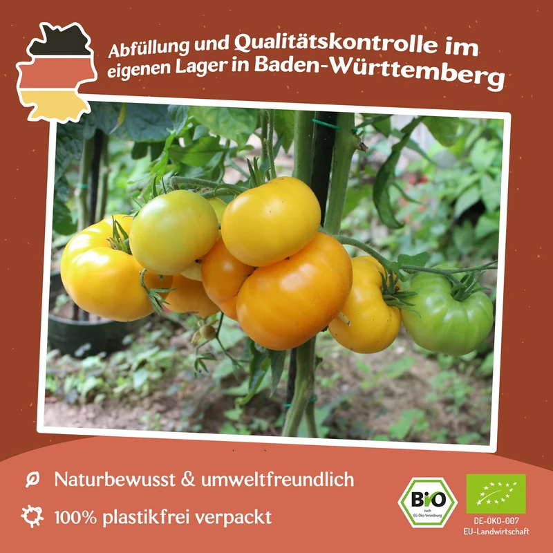 Old Yellow Candystripe Bio-Tomatensamen