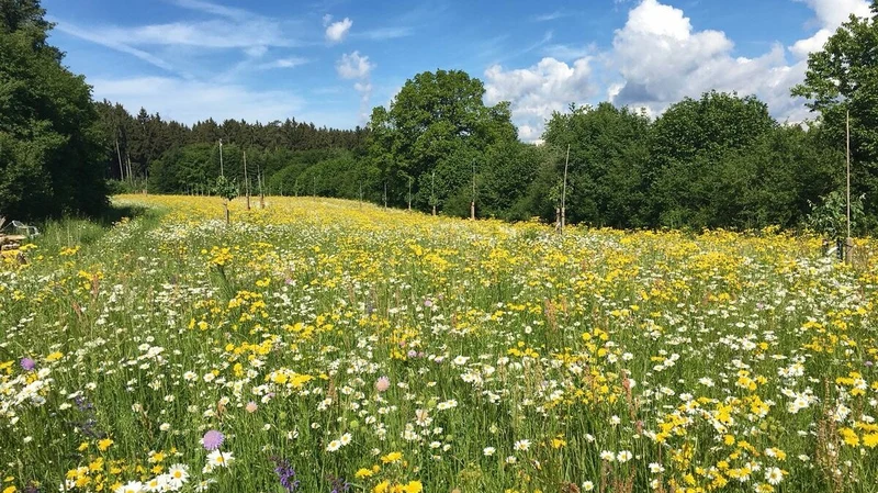 Blumenwiese mit Gräsern (100g)